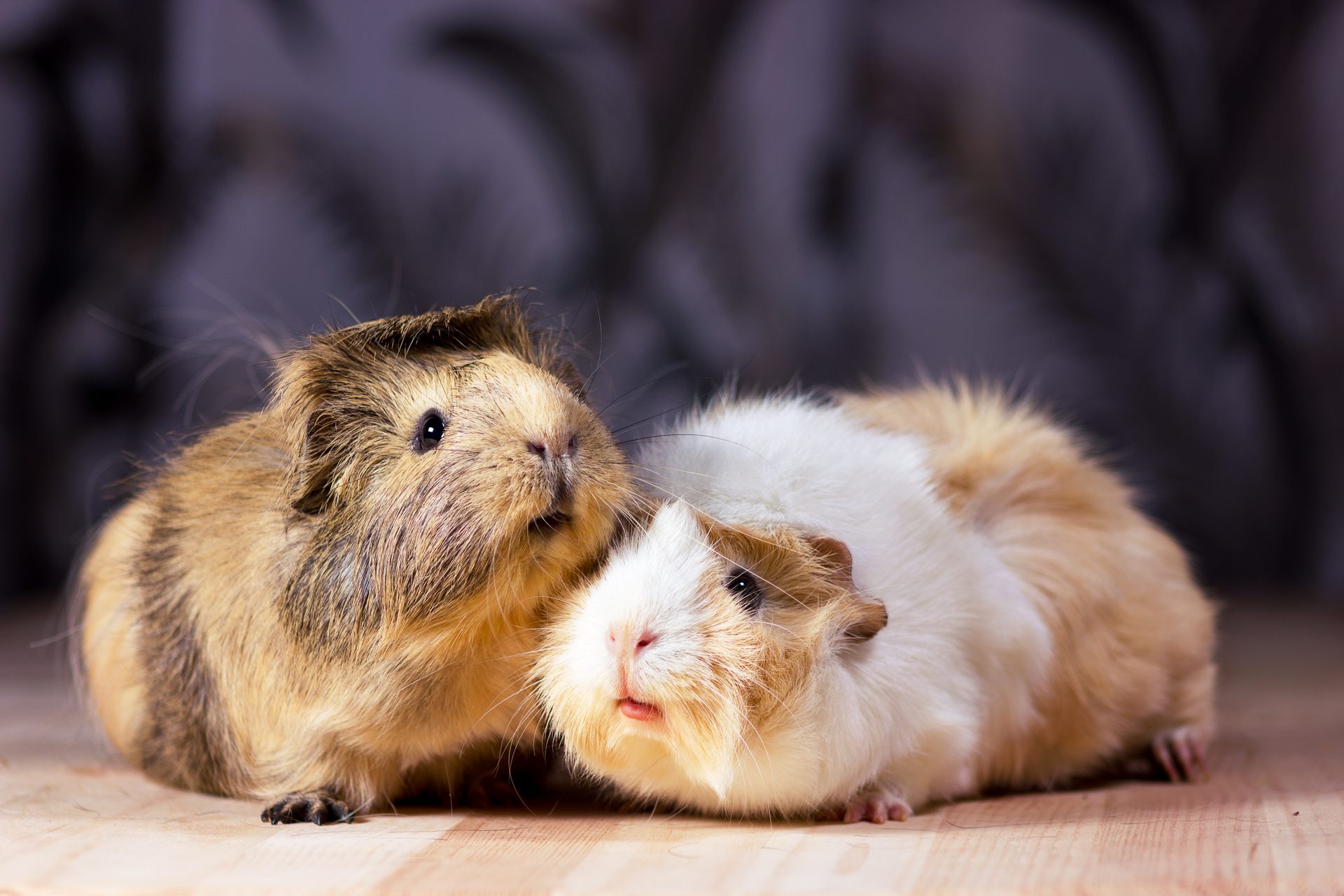 寄り添う2匹のモルモット